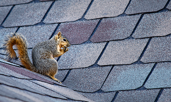 Residential Rodent Control