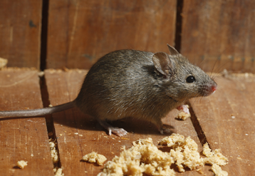 How To Stop Mice From Returning To Your Property