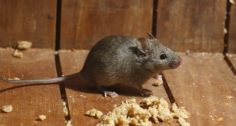 How To Stop Mice From Returning To Your Property