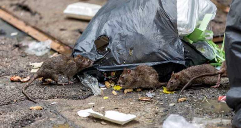 Government Cuts could lead to a surge in rat infestations!