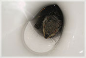 Squirrel in the Toilet